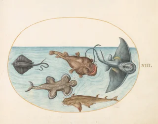 Animalia Aqvatilia et Cochiliata (Aqva) - Tafel XIII